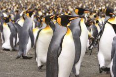 ANT_KingPenguinColony_iStock_AlexanderHafemann_2994397Small
