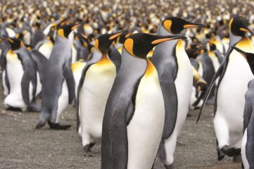 King Penguin colony