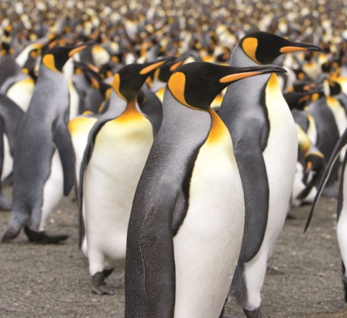 King Penguin colony