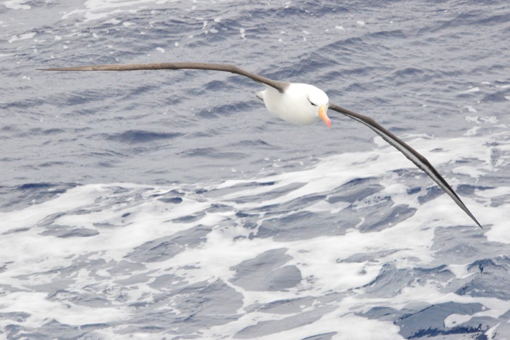 ANT_ScotiaSea_Black-BrowedAlbatross_LF_free