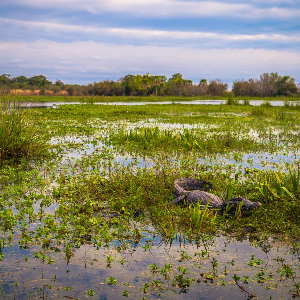 Ibera Wetlands in Argentina