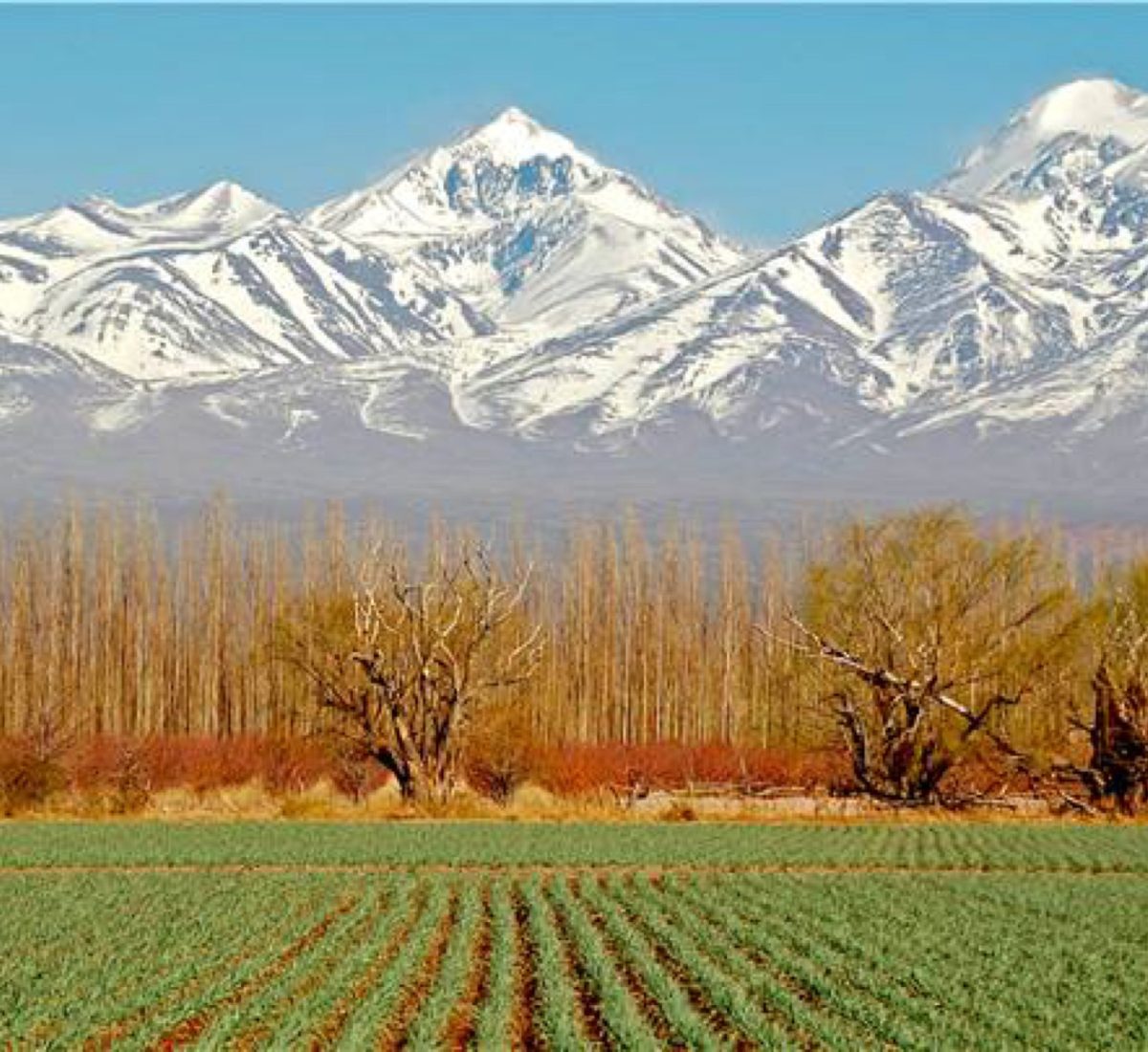 Mendoza Vineyard, Chile