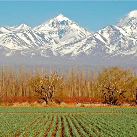 Mendoza Vineyard, Chile