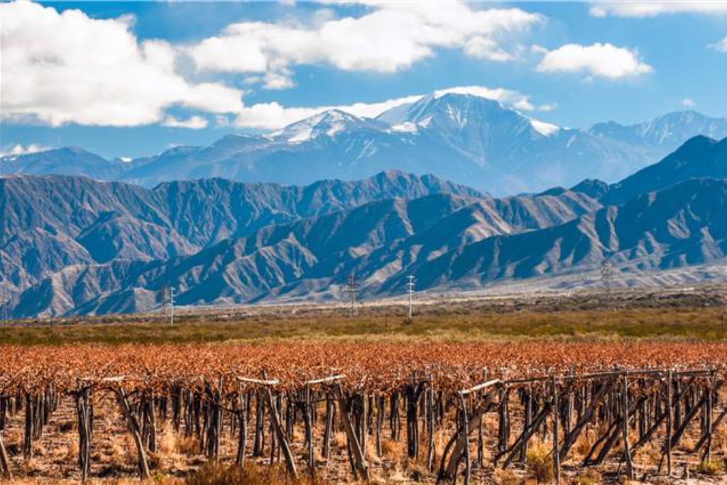 Mendoza Vineyard, Chile