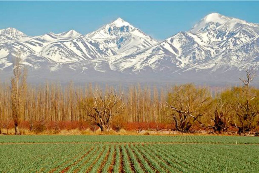 Mendoza Vineyard, Chile