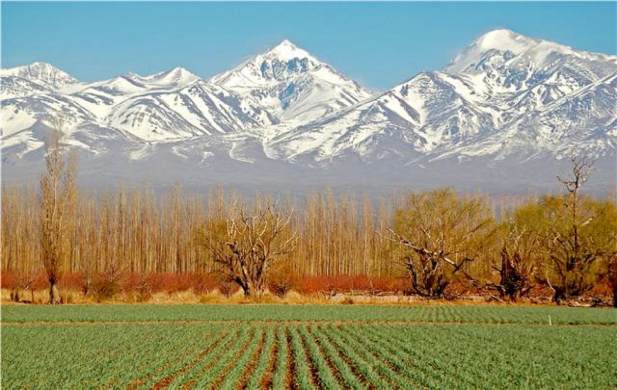 Mendoza Vineyard, Chile