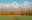 ShutterStock © Mendoza Vineyard, Chile