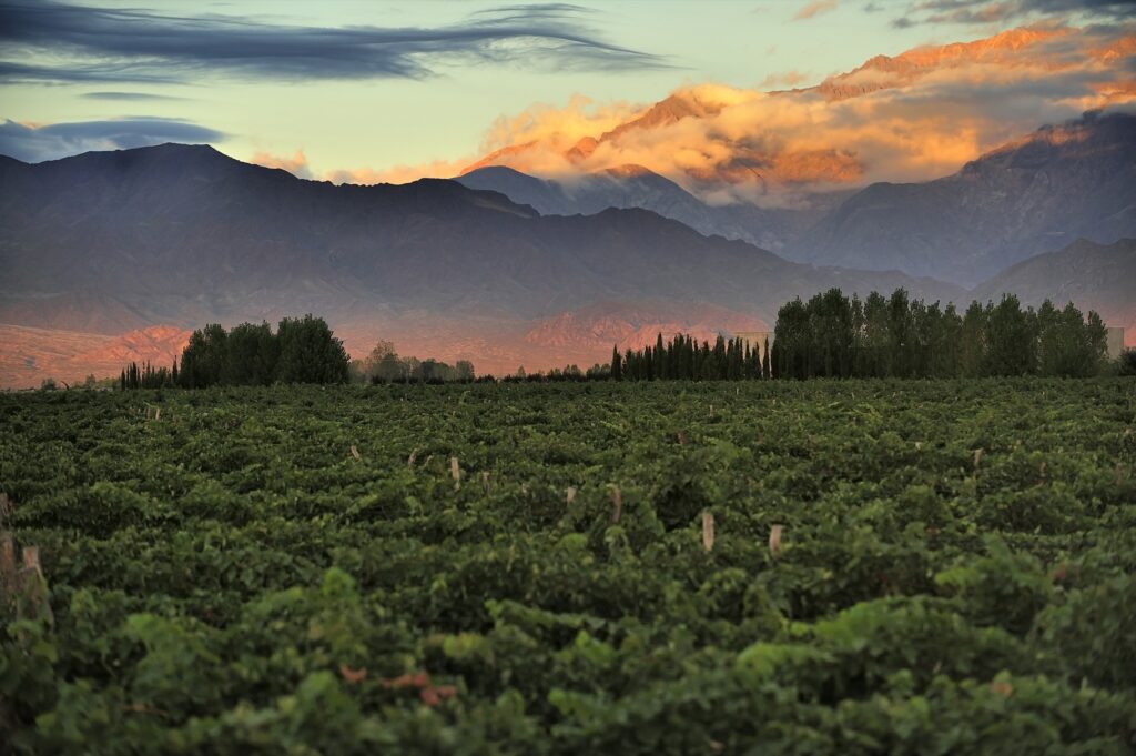 Mendoza Vineyard, Chile