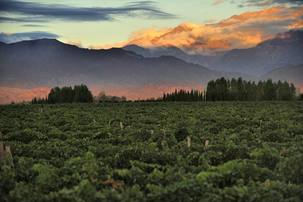 Mendoza Vineyard, Chile