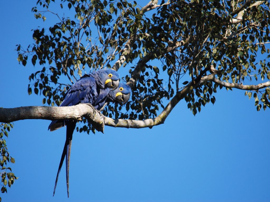 BRA_Pantanal_Macaws_PWG_staff