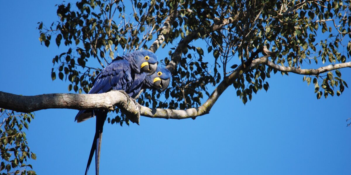 BRA_Pantanal_Macaws_PWG_staff