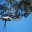 BRA_Pantanal_Macaws_PWG_staff