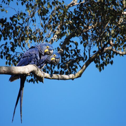 BRA_Pantanal_Macaws_PWG_staff