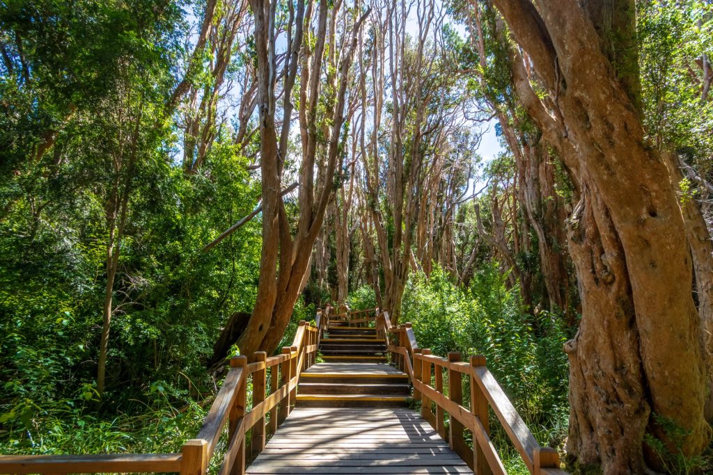 Boardwalk path at Arrayanes National Park – Villa La Angostura, Patagonia, Argentina