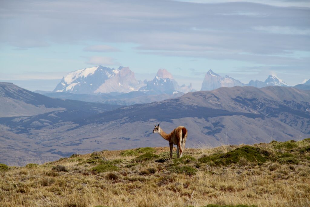 ARG_ElCalafate_CerroFrais_supplier (3)