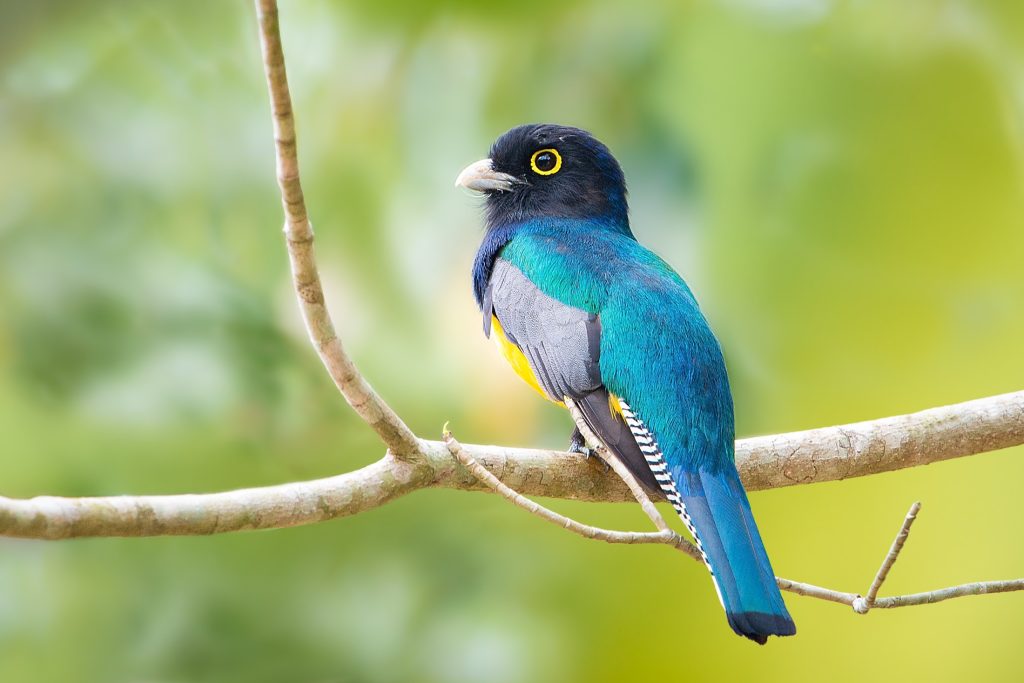 Violaceous Trogon