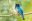 Violaceous Trogon
