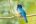 Violaceous Trogon Violaceous Trogon