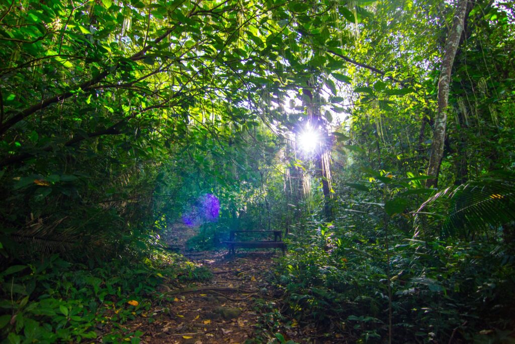 BEL_MayaMountains_BocawinaRainforest_HotelOwned