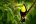 BEL_Toucan_shutterstock_564009715(1) BEL_Toucan_shutterstock_564009715(1)