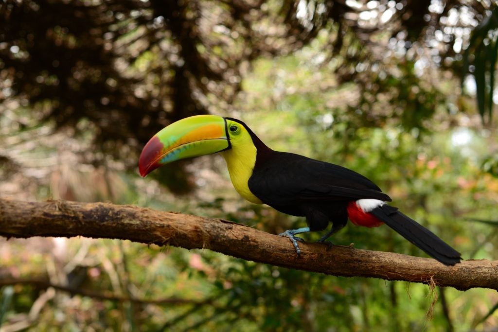 Belize Tourist Board ©