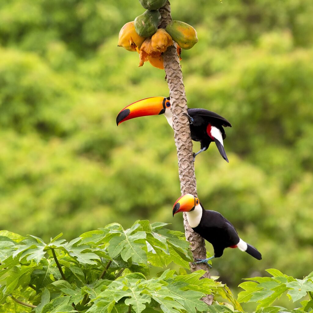 Toucans sitting in a tree