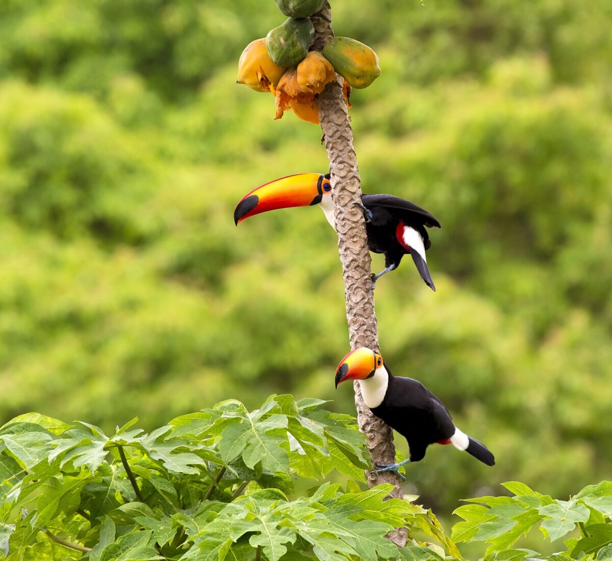 Toucans sitting in a tree