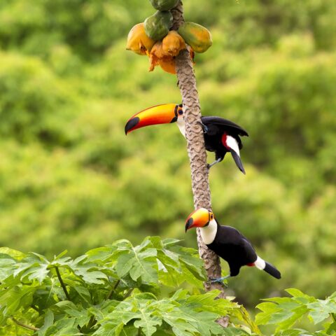 Toucans sitting in a tree