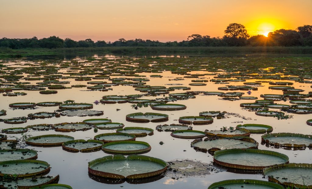 pantanal