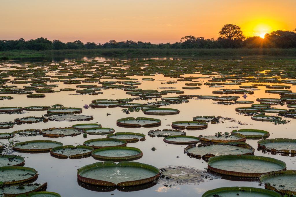 pantanal