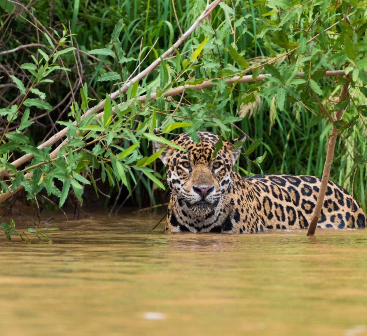 pantanal jaguar