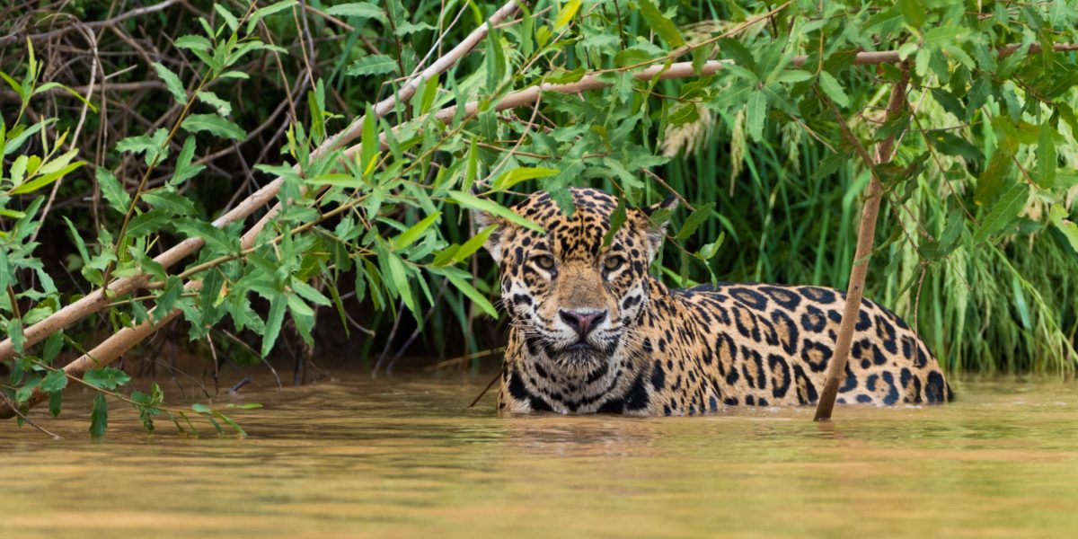 pantanal jaguar