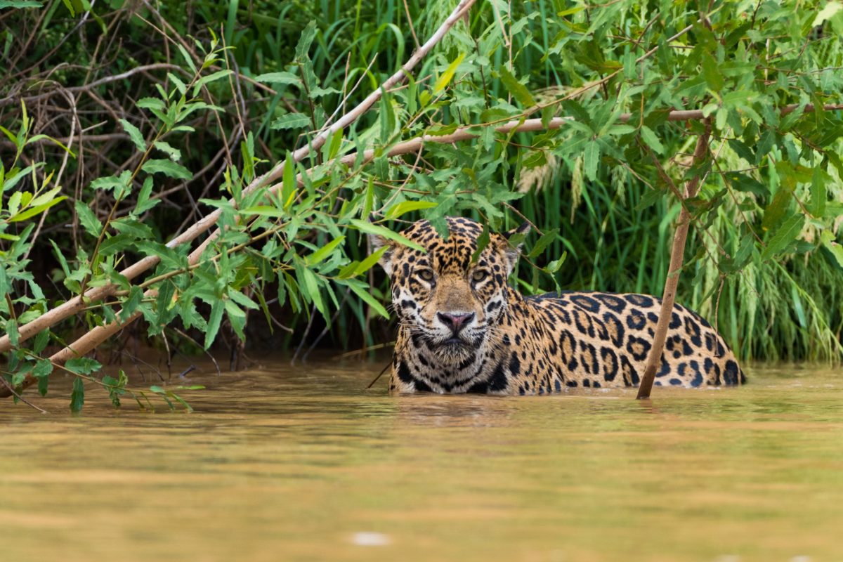 Spot the Jaguars of the Pantanal Journey Latin America Journey