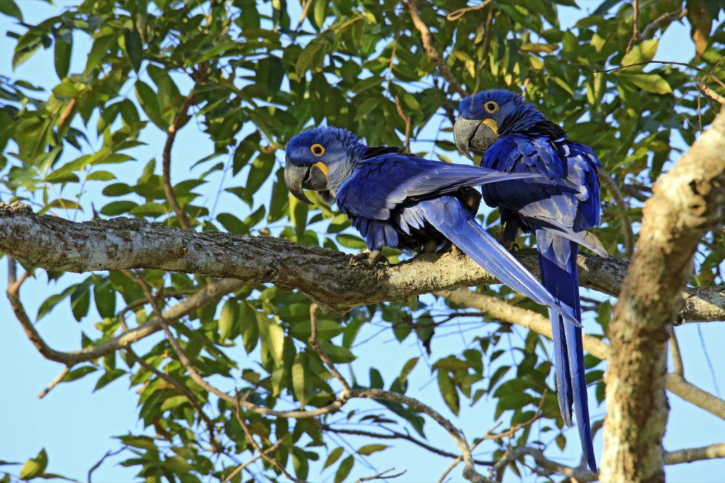 BRA_Pantanal_Macaws_shutterstock_693177652