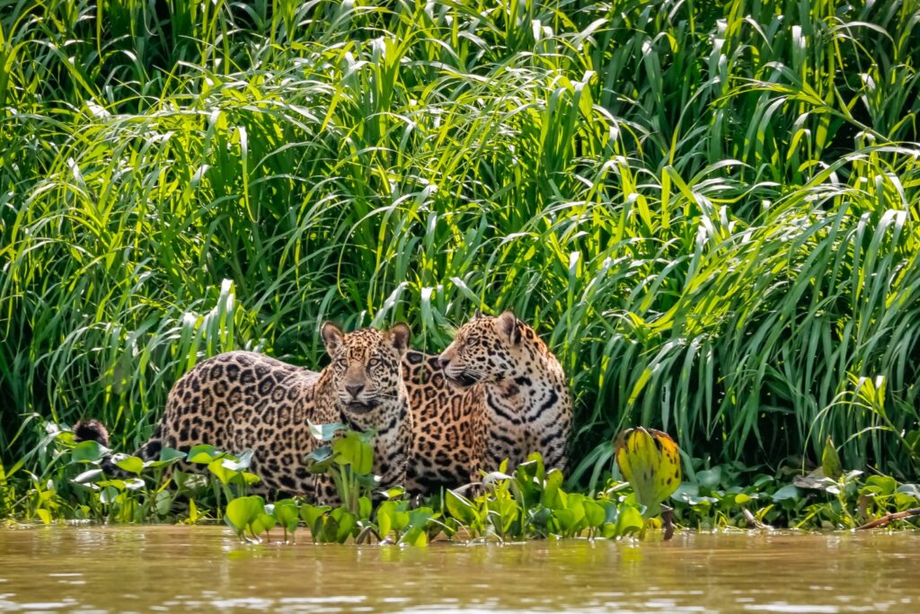 pantanal