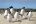 FAL_RockhopperPenguins_FalklandsTourist_Board FAL_RockhopperPenguins_FalklandsTourist_Board