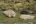 FAL_ElephantSeal_CJ_staff FAL_ElephantSeal_CJ_staff