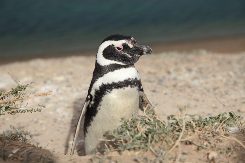 ARG_PeninsulaValdes_MagellanicPenguin_Shutterstock_129206627
