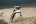 ARG_PeninsulaValdes_MagellanicPenguin_Shutterstock_129206627 ARG_PeninsulaValdes_MagellanicPenguin_Shutterstock_129206627