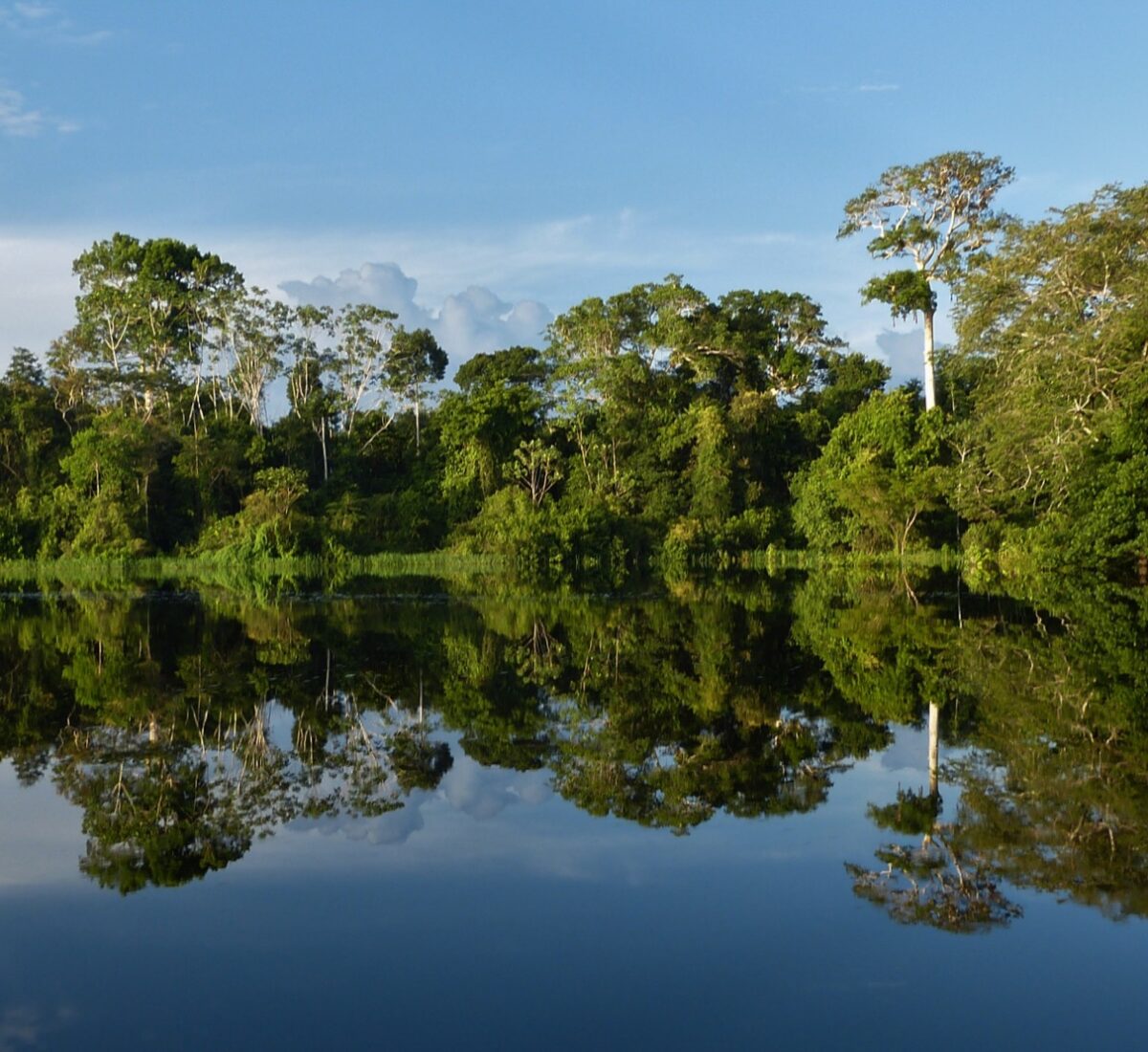 Amazon rainforest of Colombia