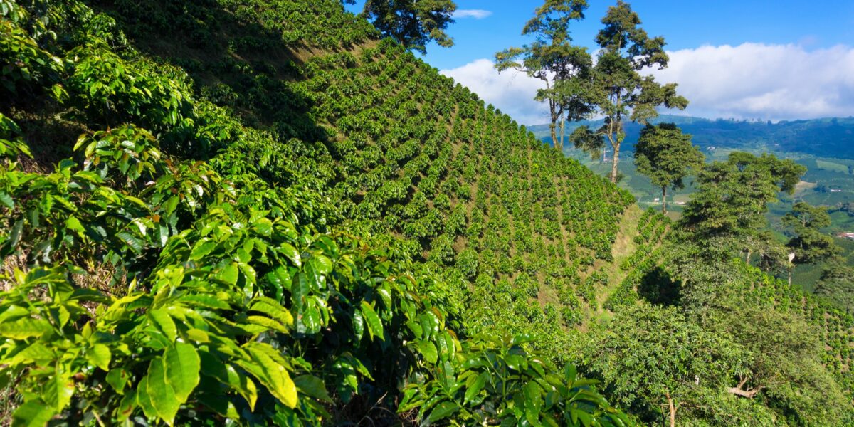 Colombian coffee region