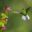 Costa Rica - hummingbird