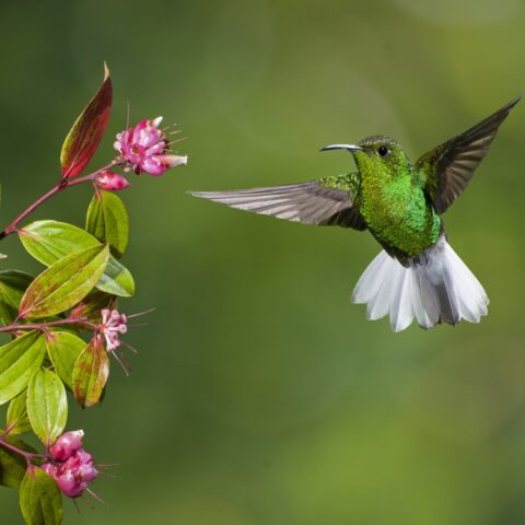 Costa Rica - hummingbird