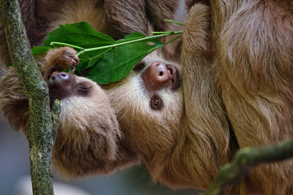 Sloth in Costa Rica