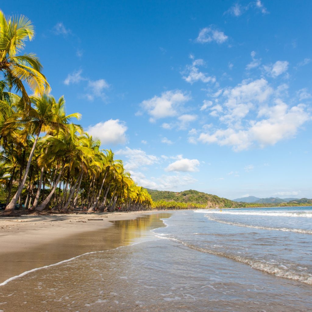 Palm trees on a white sand beach
