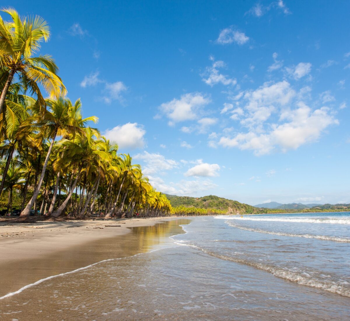 Palm trees on a white sand beach