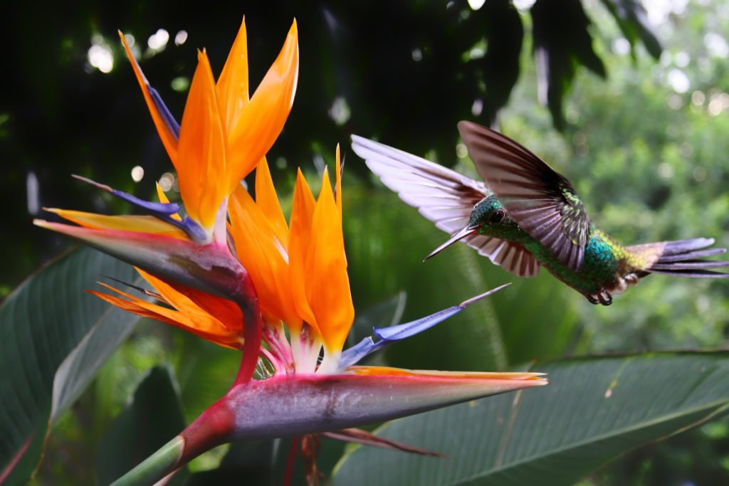 Colourful hummingbirds