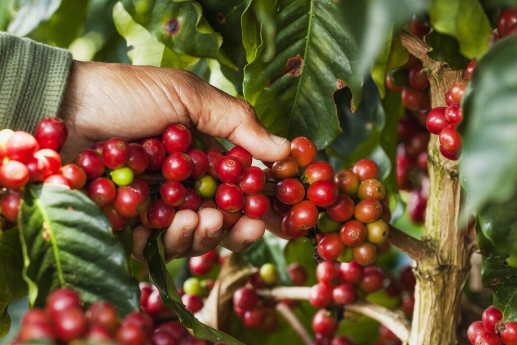 COL_Coffee_Shutterstock_516936985