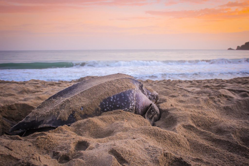 COS_LeatherbackTurtle_Shutterstock_685217950