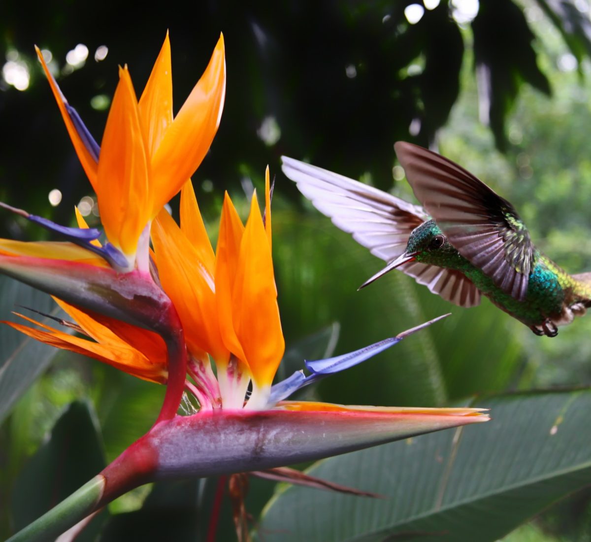 Colourful hummingbirds